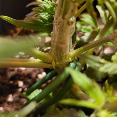 Jolanda growlog timeline photo