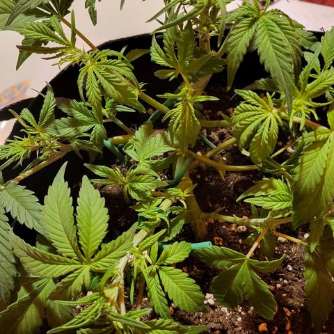 Jolanda growlog timeline photo