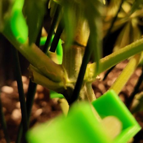 Jolanda growlog timeline photo