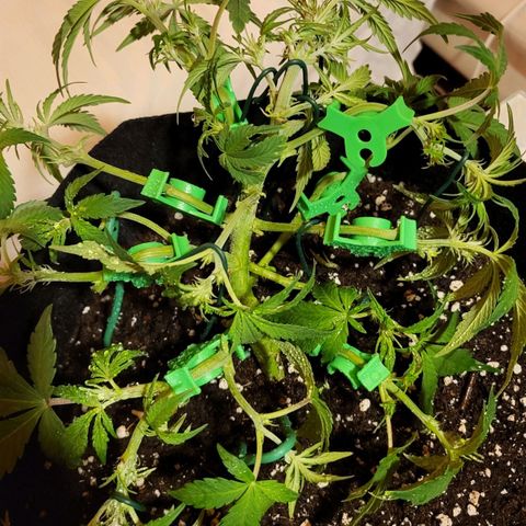 Jolanda growlog photo: Geil gestresst by chriss the man!