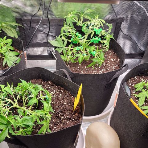 Jolanda growlog timeline photo