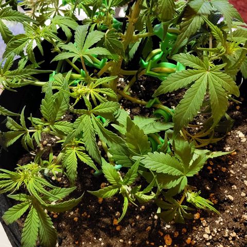 Jolanda growlog timeline photo