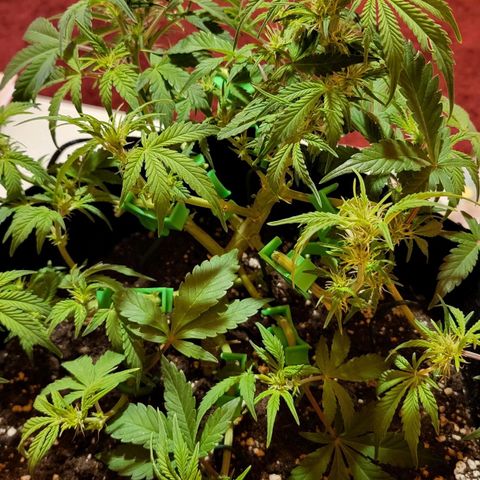 Jolanda growlog timeline photo