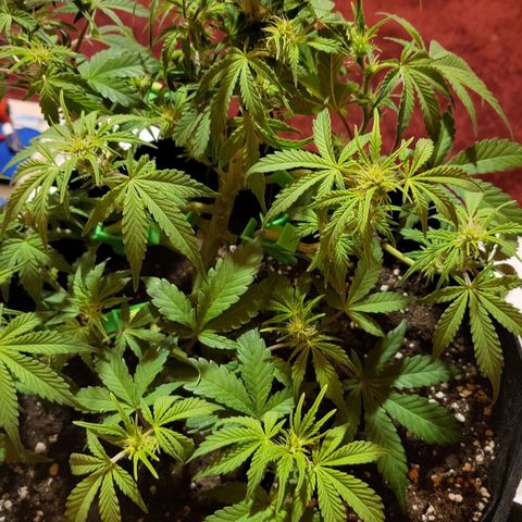 Jolanda growlog timeline photo