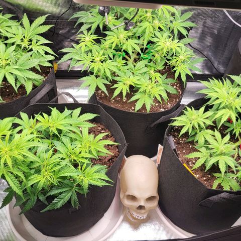 Jolanda growlog timeline photo