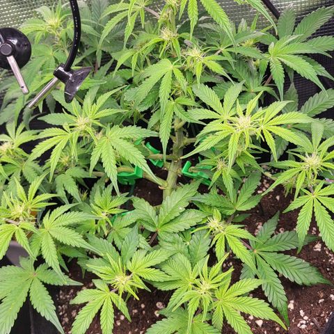 Jolanda growlog timeline photo