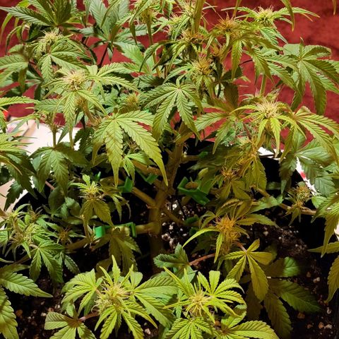 Jolanda growlog timeline photo