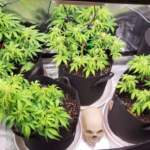 Jolanda growlog photo: Licht höher und jetzt 100%