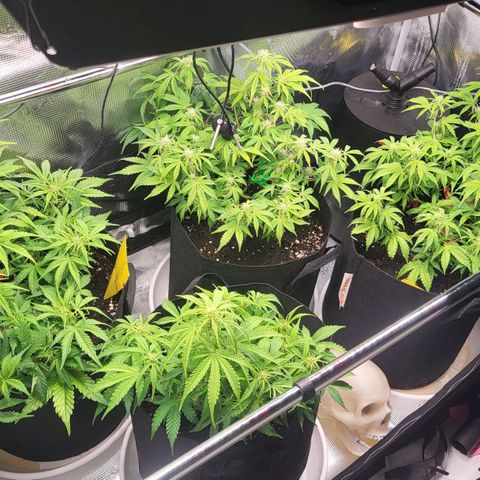 Jolanda growlog timeline photo