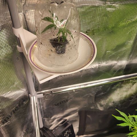 Jolanda growlog photo: Ein absetzerchen