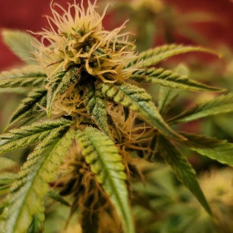 Jolanda growlog timeline photo