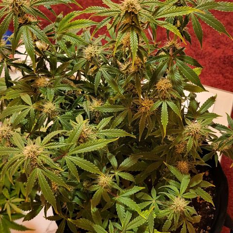 Jolanda growlog timeline photo