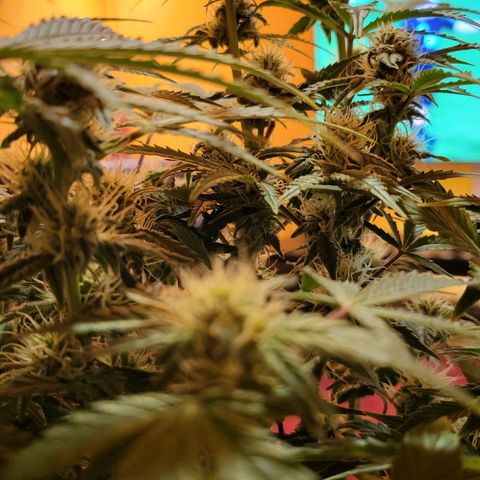 Jolanda growlog timeline photo