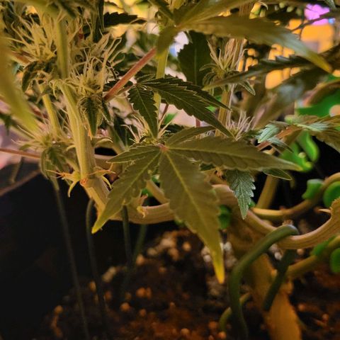 Jolanda growlog timeline photo