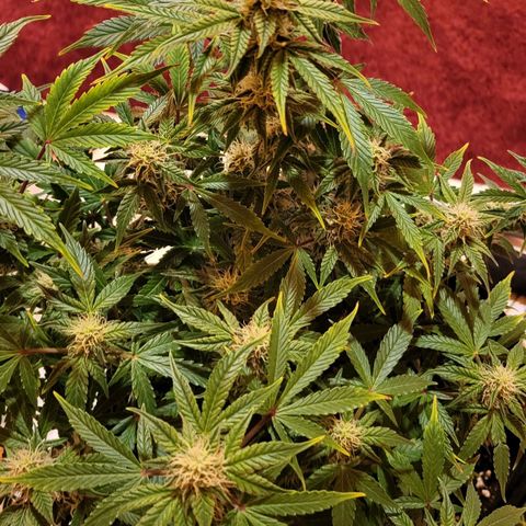 Jolanda growlog timeline photo