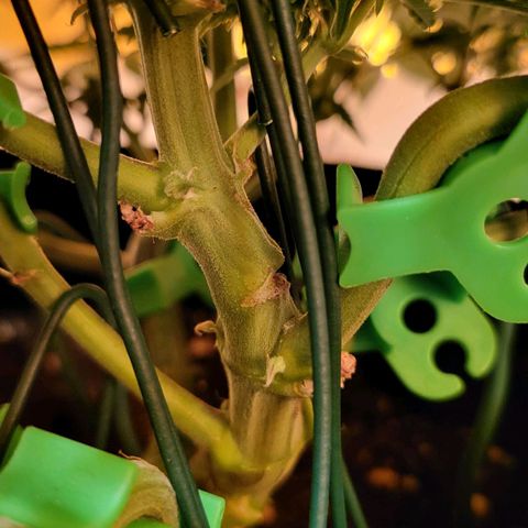 Jolanda growlog timeline photo