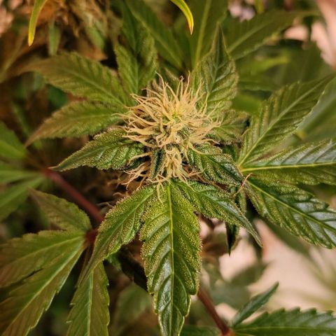 Jolanda growlog timeline photo