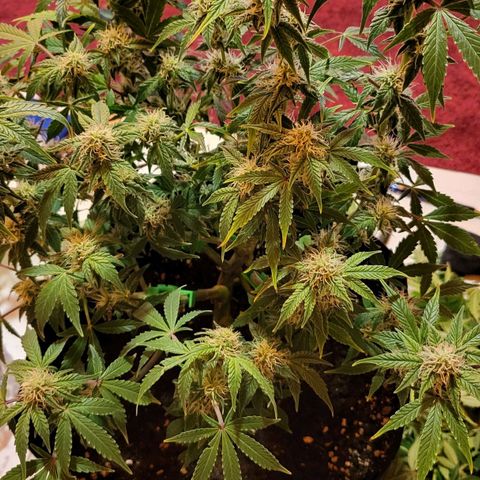 Jolanda growlog timeline photo