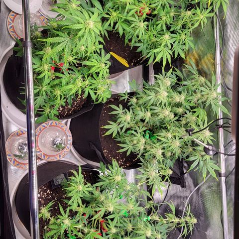 Jolanda growlog timeline photo