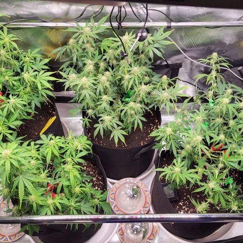 Jolanda growlog photo: Stecklinge. Verantwortung.