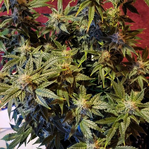 Jolanda growlog timeline photo