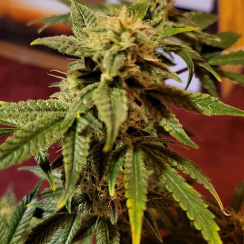 Jolanda growlog timeline photo