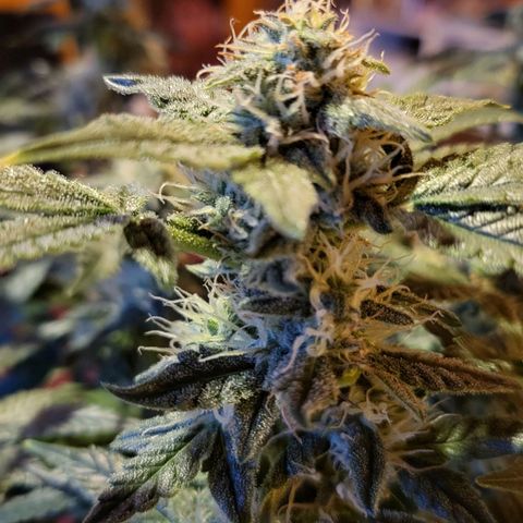 Jolanda growlog timeline photo