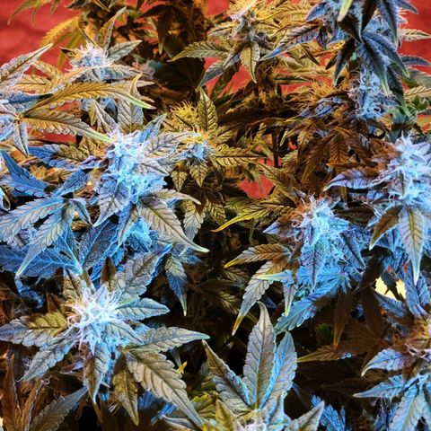Jolanda growlog timeline photo