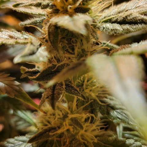 Jolanda growlog timeline photo