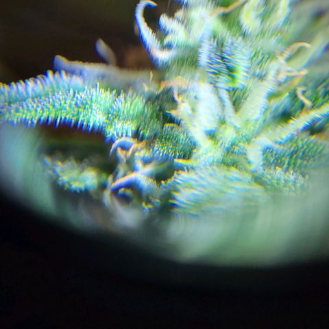Jolanda growlog timeline photo