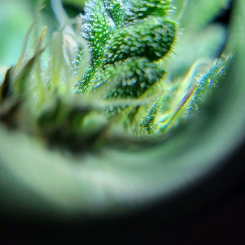 Jolanda growlog timeline photo