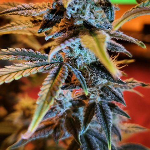 Jolanda growlog timeline photo
