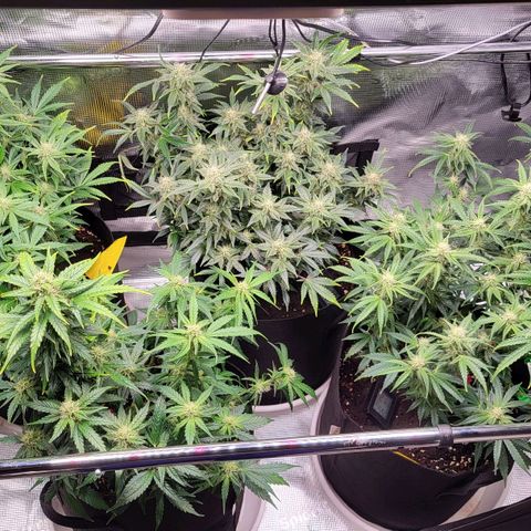 Jolanda growlog timeline photo
