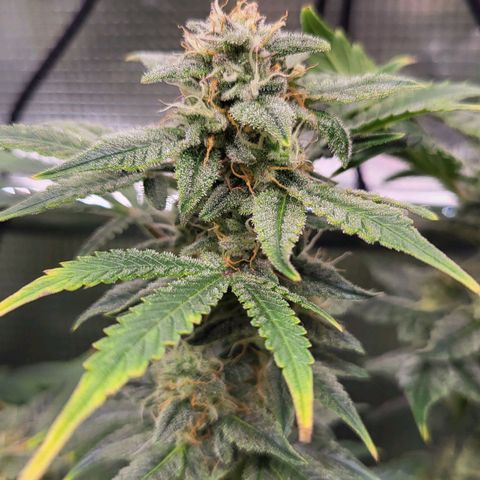 Jolanda growlog timeline photo