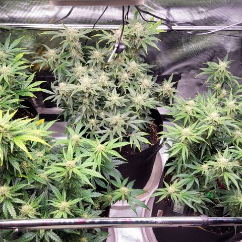 Jolanda growlog timeline photo