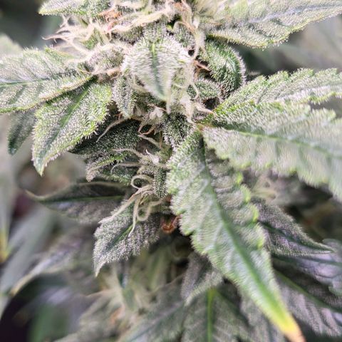 Jolanda growlog timeline photo
