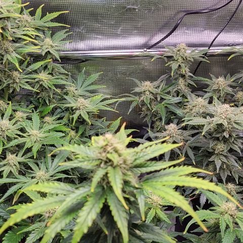 Jolanda growlog timeline photo