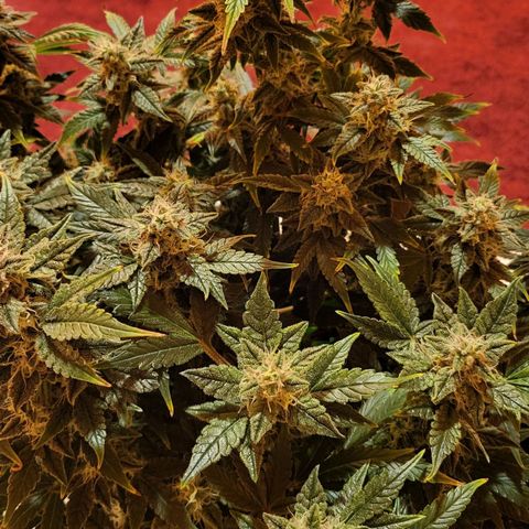 Jolanda growlog timeline photo