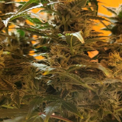 Jolanda growlog timeline photo