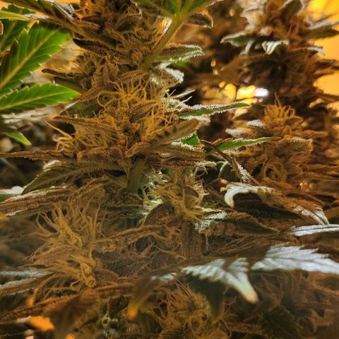 Jolanda growlog timeline photo