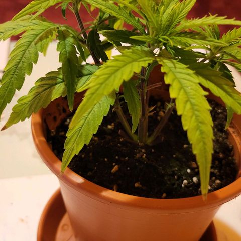 Jolanda growlog photo: Das ist rosa. Rosa ist ein topping steckling von strawberry. Jetzist sie 43 tage alt. Welcome!