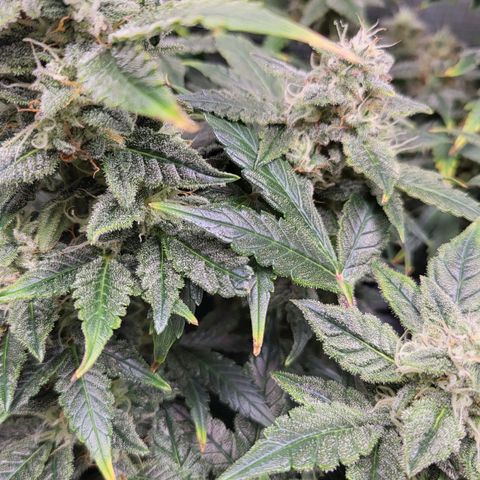 Jolanda growlog timeline photo