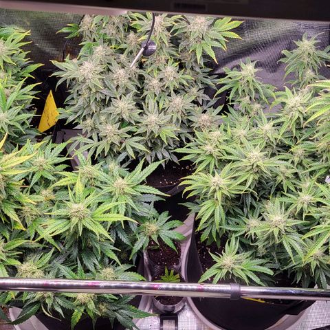 Jolanda growlog timeline photo