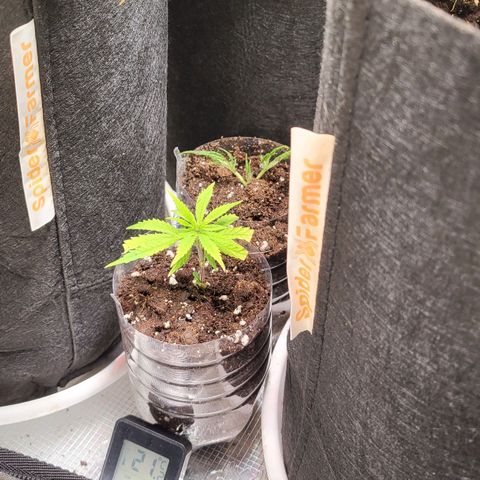 Jolanda growlog timeline photo