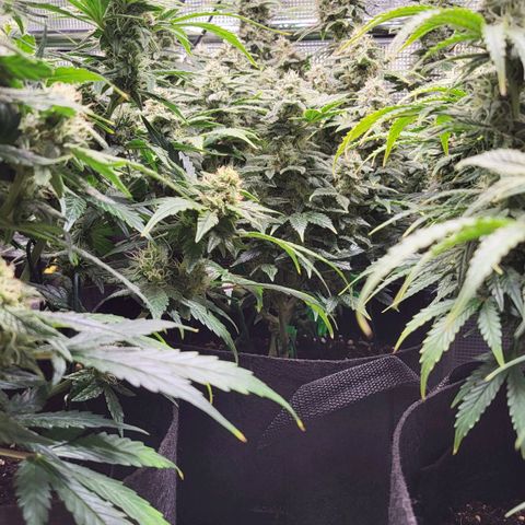 Jolanda growlog timeline photo