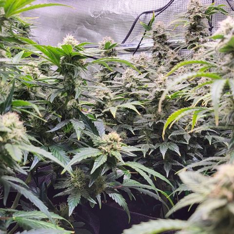 Jolanda growlog timeline photo