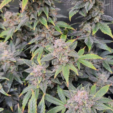 Jolanda growlog timeline photo