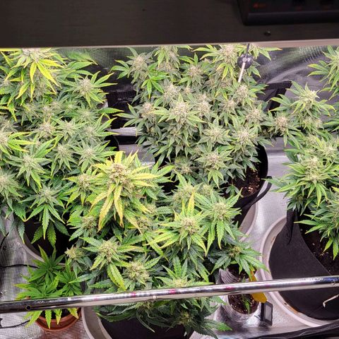 Jolanda growlog timeline photo