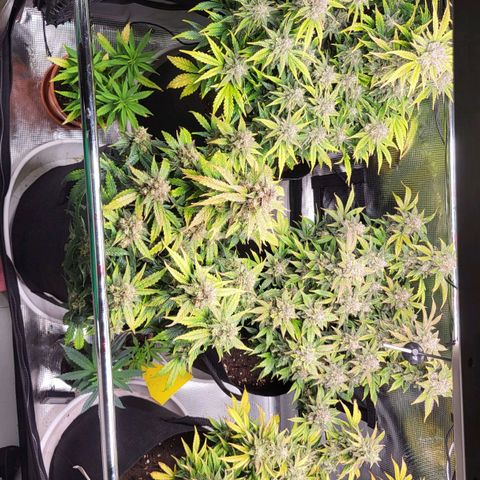 Jolanda growlog timeline photo
