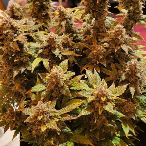 Jolanda growlog timeline photo